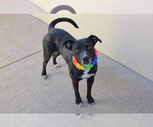 Labrador Retriever-Unknown Mix Dogs for adoption in McKinney, TX, USA