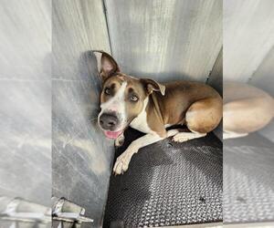 Medium Photo #1 American Bulldog-Unknown Mix Puppy For Sale in San Antonio, TX, USA