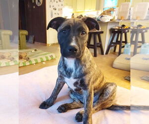 Boxador Dogs for adoption in pomfret, CT, USA