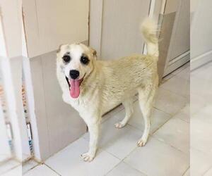 Collie-Labrador Retriever Mix Dogs for adoption in Frisco, TX, USA