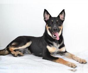 Australian Kelpie-German Shepherd Dog Mix Dogs for adoption in Oroville, CA, USA