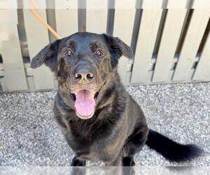 Shepradors Dogs for adoption in Santa Rosa, CA, USA