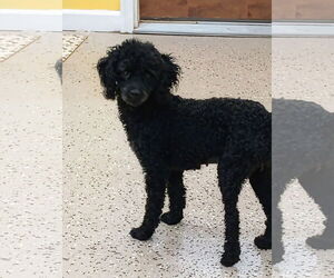 Poodle (Toy) Dogs for adoption in York, SC, USA