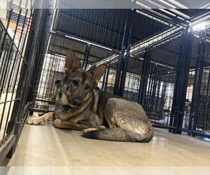 German Shepherd Dog Dogs for adoption in MIDWAY, UT, USA