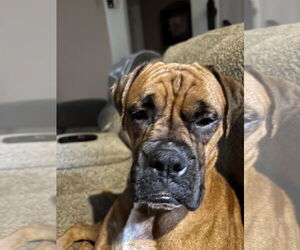 Boxer Dogs for adoption in  Katy, TX, USA