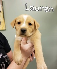 Australian Retriever Dogs for adoption in Fairhope, AL, USA