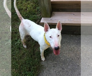 Medium Photo #54 Bull Terrier Puppy For Sale in Indianapolis, IN, USA