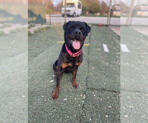Rottweiler Dogs for adoption in Foristell, MO, USA