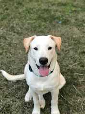 Lab-Pointer Dogs for adoption in Boston, MA, USA