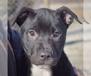 Chinese Shar-Pei-Unknown Mix Dogs for adoption in Huntley, IL, USA