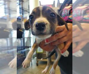 American Staffordshire Terrier-Unknown Mix Dogs for adoption in San Antonio, TX, USA