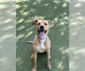 American Pit Bull Terrier Dogs for adoption in San Martin, CA, USA