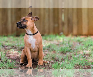 Small American Pit Bull Terrier-German Shepherd Dog Mix
