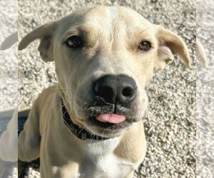 Pointer-Unknown Mix Dogs for adoption in Jefferson, WI, USA
