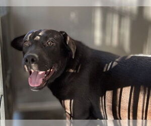 Mutt Dogs for adoption in San Bernardino, CA, USA