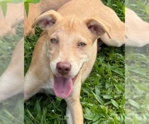 Labrador Retriever-Unknown Mix Dogs for adoption in Sterling, MA, USA