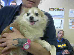Pomeranian Dogs for adoption in Louisville, KY, USA