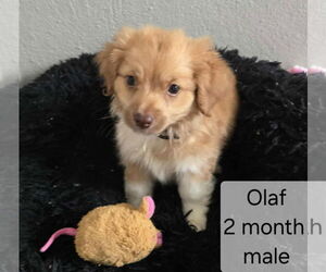 Chihuahua-Unknown Mix Dogs for adoption in Virginia Beach, VA, USA