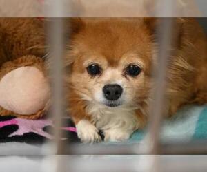 Chihuahua Dogs for adoption in Decatur, IL, USA