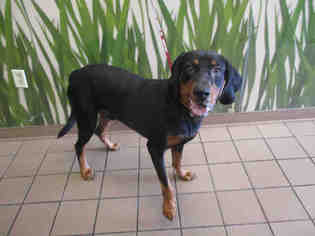 Black and Tan Coonhound Dogs for adoption in Ocala, FL, USA
