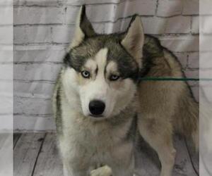 Siberian Husky Dogs for adoption in Olathe, KS, USA