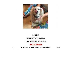 Poodle (Miniature) Dogs for adoption in Chester, SC, USA
