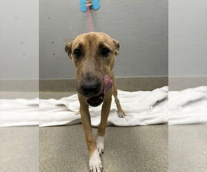 Catahoula Leopard Dog-Unknown Mix Dogs for adoption in Las Vegas, NV, USA
