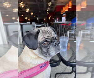 Pug Dogs for adoption in Indianapolis, IN, USA