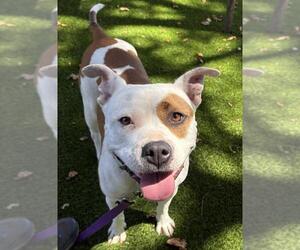 Mutt Dogs for adoption in Santa Barbara, CA, USA