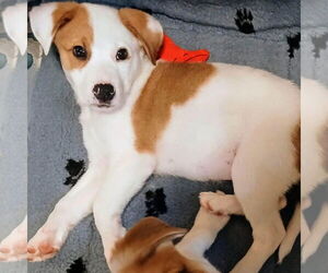 Australian Shepherd-Collie Mix Dogs for adoption in Bristol, CT, USA