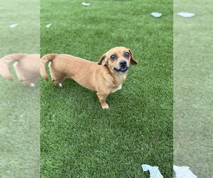 Dachshund Dogs for adoption in FRAMINGHAM, MA, USA