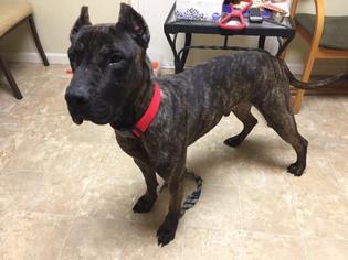 Boxer-Great Dane Mix Dogs for adoption in Pierceton , IN, USA