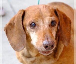 Dachshund Dogs for adoption in Pittsburg, CA, USA