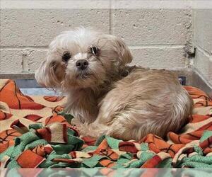 Mutt Dogs for adoption in Martinez, CA, USA