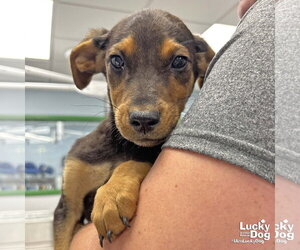 Labrador Retriever-Unknown Mix Dogs for adoption in Washington, DC, USA