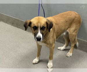 Golden Retriever-Unknown Mix Dogs for adoption in Las Vegas, NV, USA
