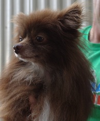 Medium Photo #1 Pomeranian Puppy For Sale in Canton, CT, USA