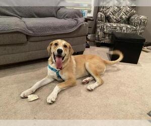 Golden Labrador Dogs for adoption in Plainfield, IL, USA