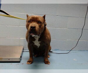 Mutt Dogs for adoption in Moreno Valley, CA, USA