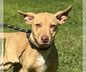 Small Retriever  Mix