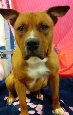 American Pit Bull Terrier Dogs for adoption in Glenpool, OK, USA
