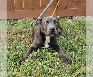 American Pit Bull Terrier Dogs for adoption in Pasadena, TX, USA