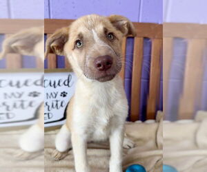 Mutt Dogs for adoption in Genesee, WI, USA