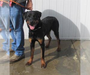 Rottweiler Dogs for adoption in Louisville, KY, USA