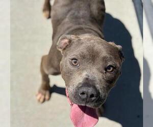 American Pit Bull Terrier Dogs for adoption in Tulsa, OK, USA