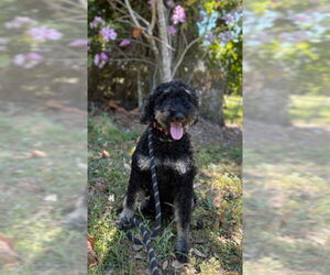 Goldendoodle Dogs for adoption in Sanford, FL, USA