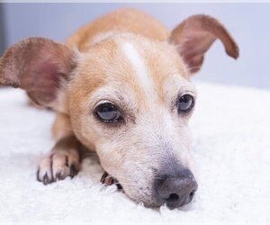 Chiweenie Dogs for adoption in Studio City, CA, USA