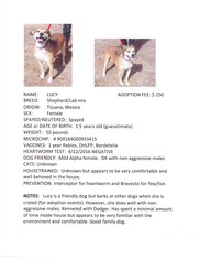 Mutt Dogs for adoption in wellington, CO, USA