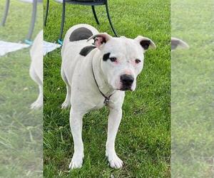 American Pit Bull Terrier Dogs for adoption in Woodland, CA, USA