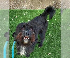Silky Terrier-Tibetan Terrier Mix Dogs for adoption in El Cajon, CA, USA